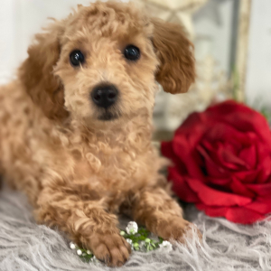 Poodle Puppy Jenisa