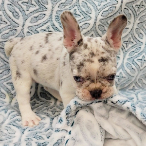 French Bulldog Puppy Boujee