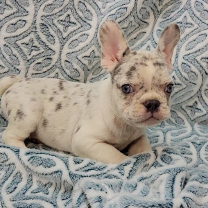 French Bulldog Puppy Boujee