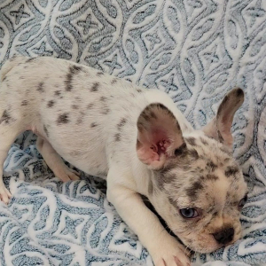 French Bulldog Puppy Boujee