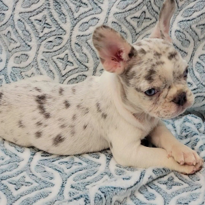 French Bulldog Puppy Boujee