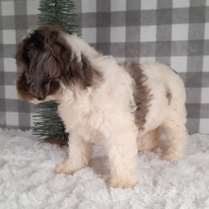 Sheepadoodle Puppy Samantha