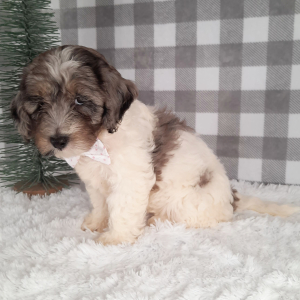 Sheepadoodle Puppy Samantha