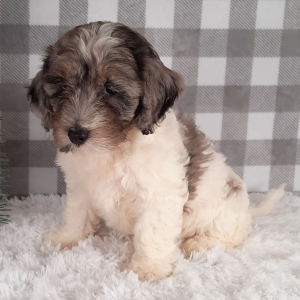 Sheepadoodle Puppy Samantha