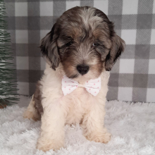 Sheepadoodle Puppy Samantha