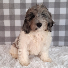 Sheepadoodle Puppy Samantha