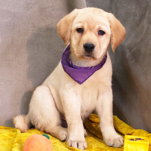 Labrador Retriever Puppy Axis
