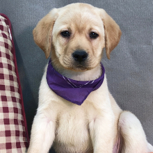 Labrador Retriever Puppy Axis