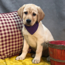 Labrador Retriever Puppy Axis