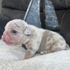 Bulldog Puppy Melissa