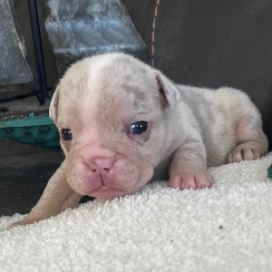 Bulldog Puppy Melissa