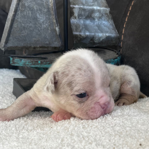 Bulldog Puppy Melissa
