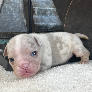 Bulldog Puppy Melissa