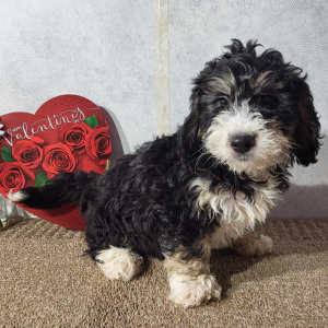 Bernedoodle Puppy Heath
