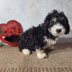 Bernedoodle Puppy Heath