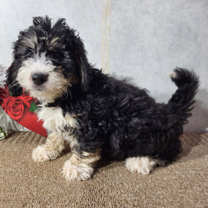 Bernedoodle Puppy Heath