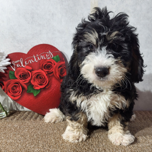 Bernedoodle Puppy Heath