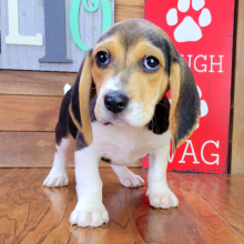 Beagle Puppy Blaze