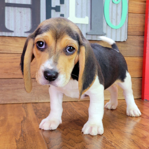 Beagle Puppy Blaze