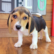 Beagle Puppy Blaze