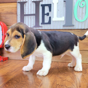 Beagle Puppy Blaze