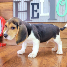 Beagle Puppy Blaze