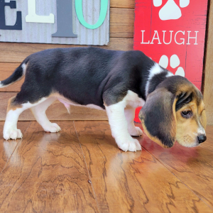 Beagle Puppy Blaze
