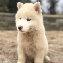 Siberian Husky Puppy Polaris