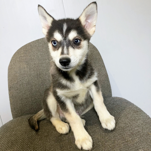 Pomsky Puppy Yukon