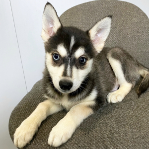 Pomsky Puppy Yukon