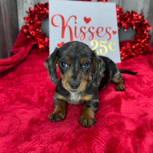 Dachshund Puppy Penelope