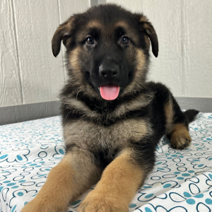 German Shepherd Dog Puppy Sheldon