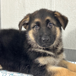 German Shepherd Dog Puppy Sheldon