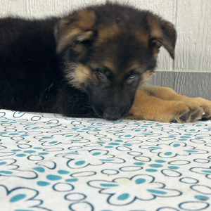 German Shepherd Dog Puppy Sheldon