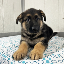 German Shepherd Dog Puppy Sheldon