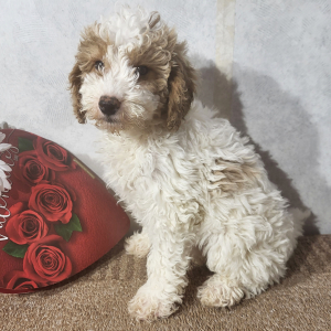 Goldendoodle Puppy Jess