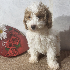 Goldendoodle Puppy Jess