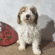 Goldendoodle Puppy Jess
