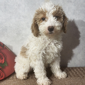 Goldendoodle Puppy Jess