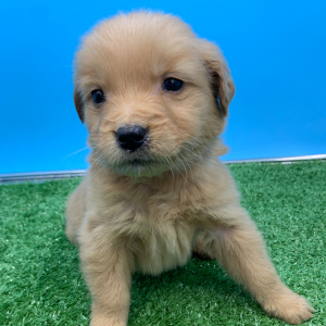 Golden Retriever Puppy Nero