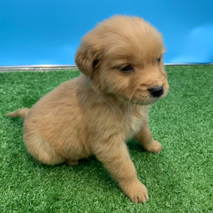 Golden Retriever Puppy Nero