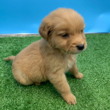 Golden Retriever Puppy Nero