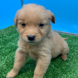 Golden Retriever Puppy Nero