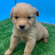 Golden Retriever Puppy Nero