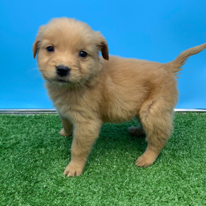 Golden Retriever Puppy Nero