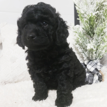 Labradoodle Puppy Twinkle