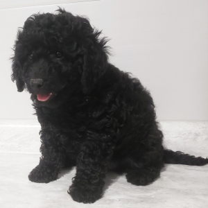 Labradoodle Puppy Twinkle