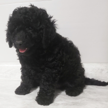 Labradoodle Puppy Twinkle