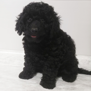 Labradoodle Puppy Twinkle