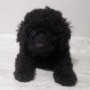 Labradoodle Puppy Twinkle
